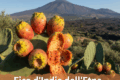 I benefici del fico d'india dell' etna
